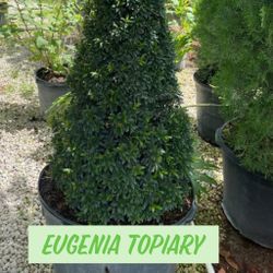 Eugenia Topiary Cone $150🌲