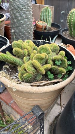 Cactu Muy Saludable