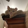 Ollie