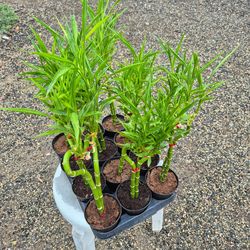 Lucky Bamboo Plants 4" Pot $3 each/ 2 for $25