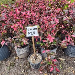HIBISCUS 🌺 