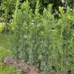 podocarpus 6 feet tall Instant Privacy Hedge Full Green Ready For Planting