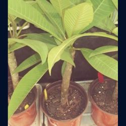  Plumeria Plant In  4Gal Pot Assorted Colors