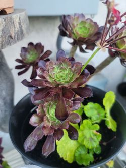 ORGANIC BLACK ROSE AEONIUM  AND RED FLOWER GERANIUM PLANTS.