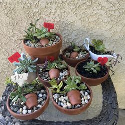 Cute Succulents 