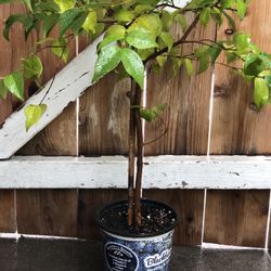 Organic Surinam Cherry Black Eugenia Uniflora Pitanga PLANT Fruit Tree 4’ Feet Tall 1 Gallon Pot