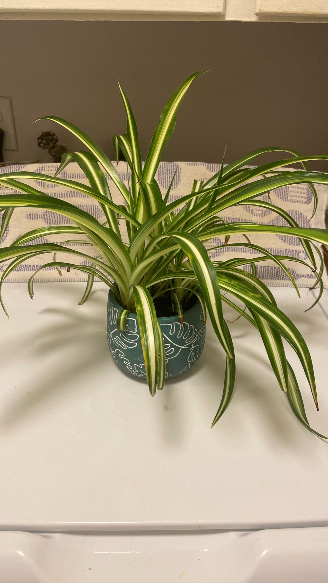 Large Healthy Growing Spider Plant In Ceramic Pot