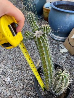 Green Spikey Cactus