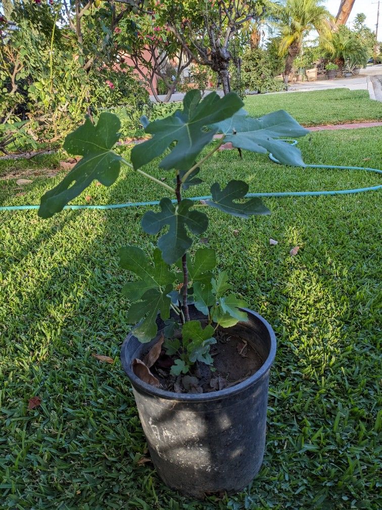 3'tall Purple Fig Plant