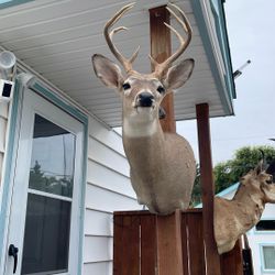 Deer Head