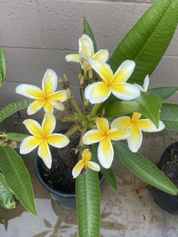 Plumeria Flowers