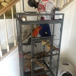 Bird Cage