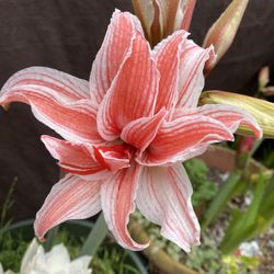 Bulbo De Amaryllis, Azucena, Hippeastrum Booming Very Rooted Plant , In 8 Inch Pot Pick Up Only 