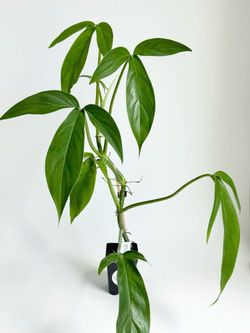 Rare Aroid Philodendron camposportoanum plant/ indoor plant/ house plant/ flower patio garden