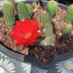 Lobivia Cactus