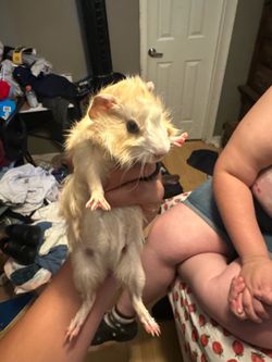 Male guinea pig