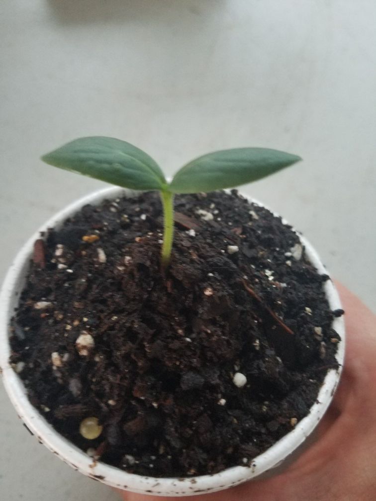 Cucumber Plants