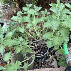 Catmint/ Catnip 