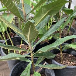 Lo Quat Plant