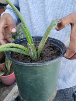 Aloe Vera