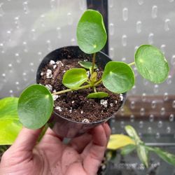 pilea chinese money plant