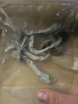 Mushroom Gourmet magic