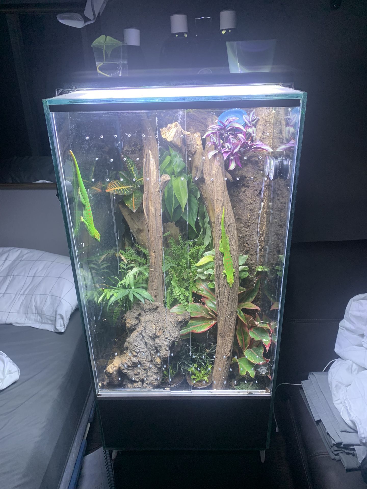 55 Gal Tank With Reptiles 