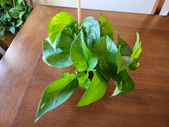 Young Hawaiian Pothos