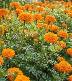 Marigold πΊπΊπΊ cempasΓΊchil π»π»π»π»