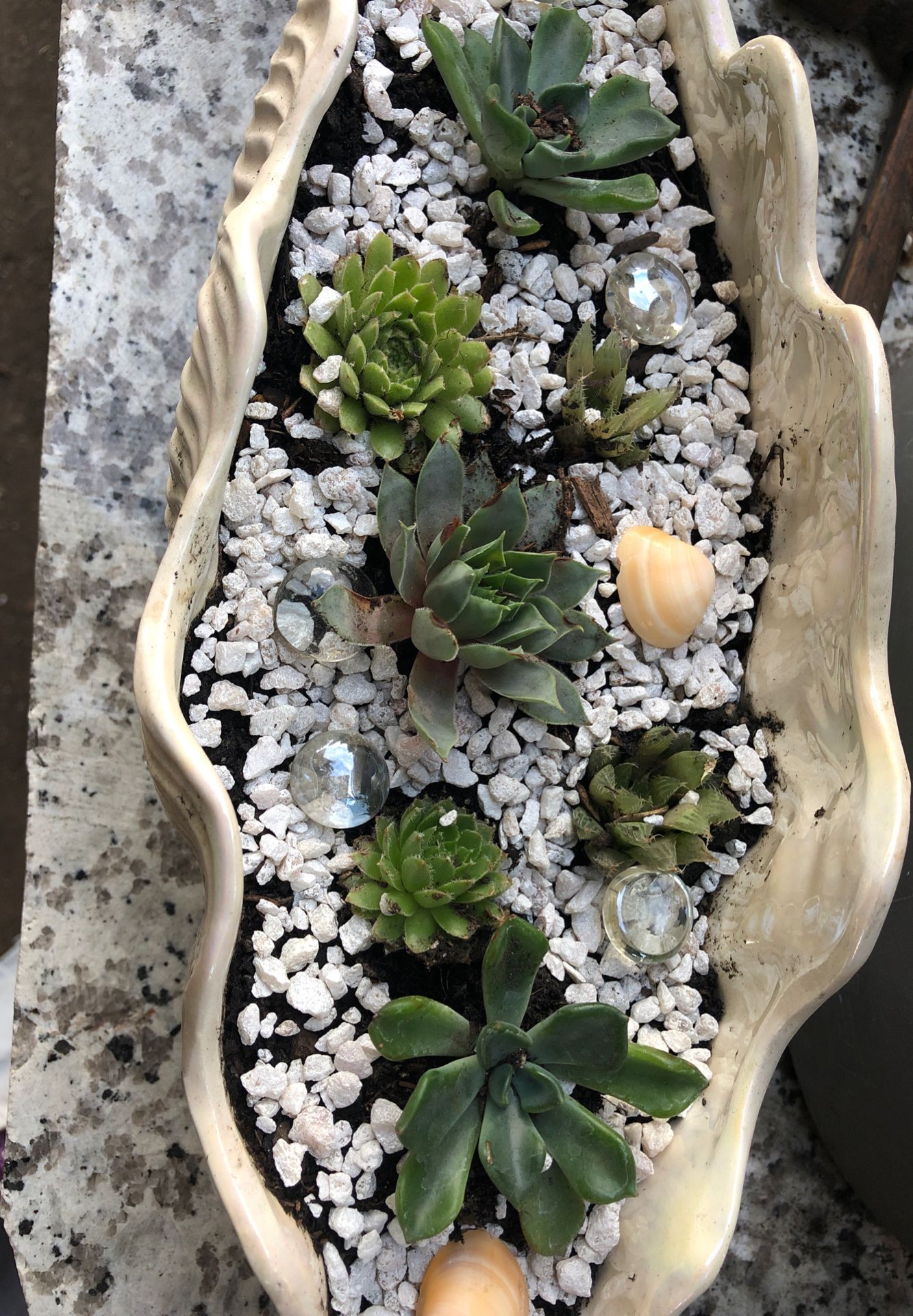 Succulent arrangement in ceramic PLANT SALE TODAY 19th OFFER UP PLANT SALE!!