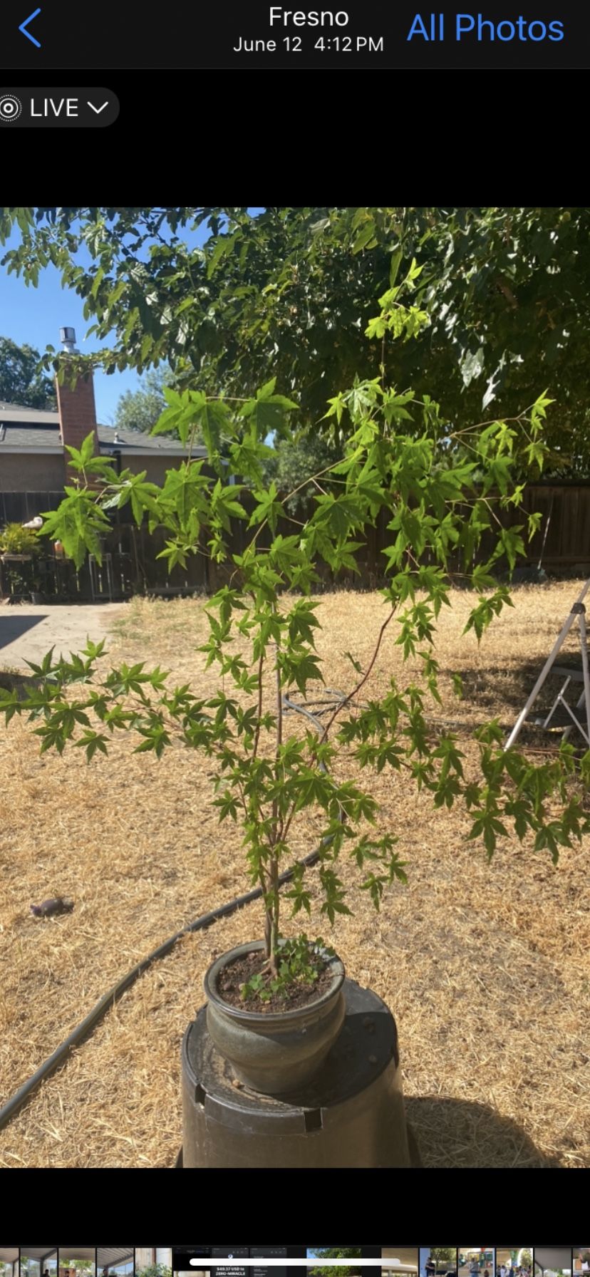 Japanese Maple 4 Ft Tall Nice And Dence $60 In A Gray Color Ceramic Pot