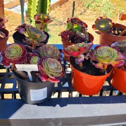 Red Rose Aeoniums In 6inch Pots