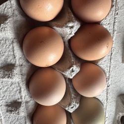 Organic Eggs