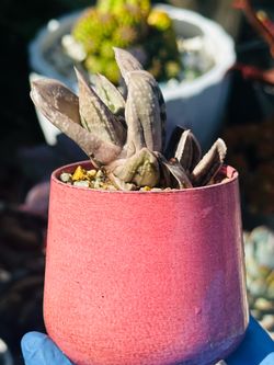 GASTERIA GRACILIS VARIEGATA