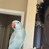 Jahmir 
