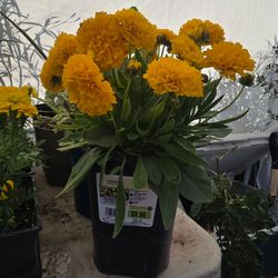 coreopsis plants