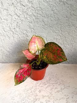 Aglaonema plant