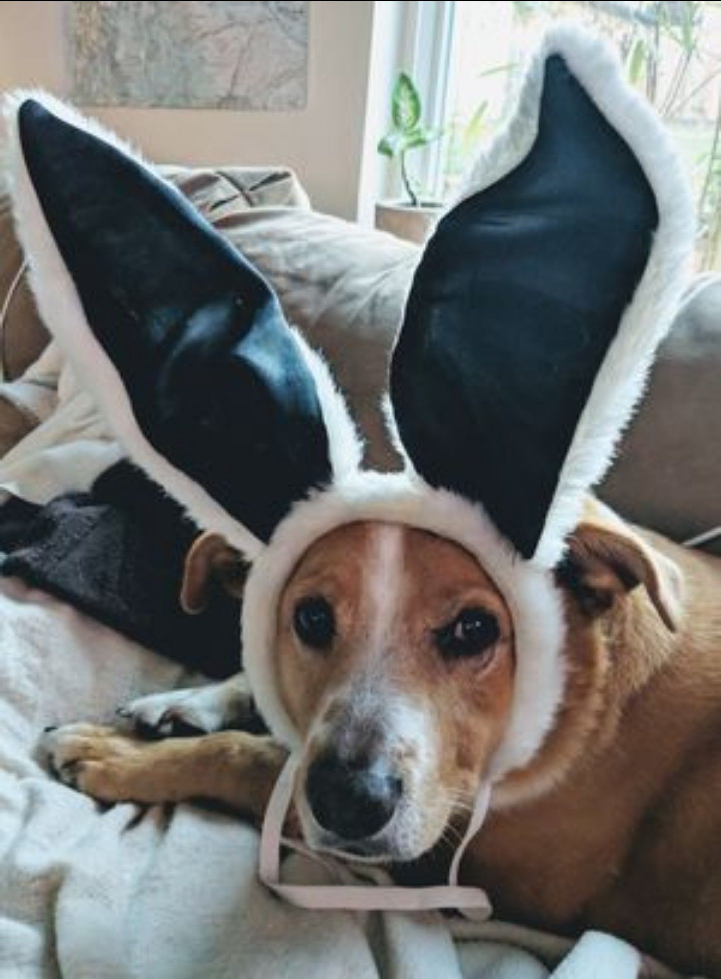 Halloween Costume White Rabbit Bunny Ears