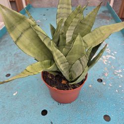 Snake Plant 