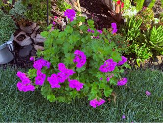 Beautiful Martha Washington Regal Geranium plant