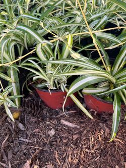 Variegated Spider Plant