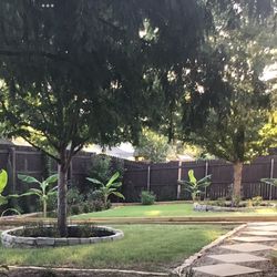 FREE Banana Trees (pic shows larger version)