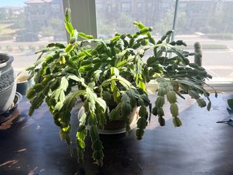 Large Mature Christmas / Holiday Cactus – 6 Years Old – Heavy Bloomer