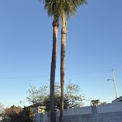 Twin Palms