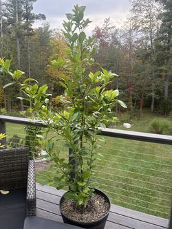 1 grapefruit 2 lemon trees