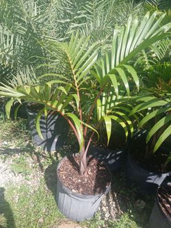 Bottle palms 7gl $55
