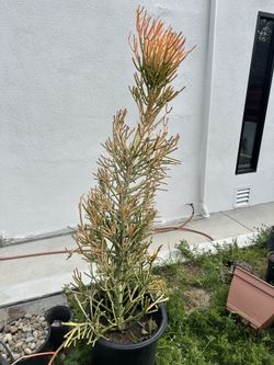 Large Healthy Fire Stick Succulent 6ft Tall 15 Gallon