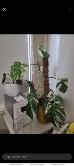 ALBO MONSTERA CUTTING