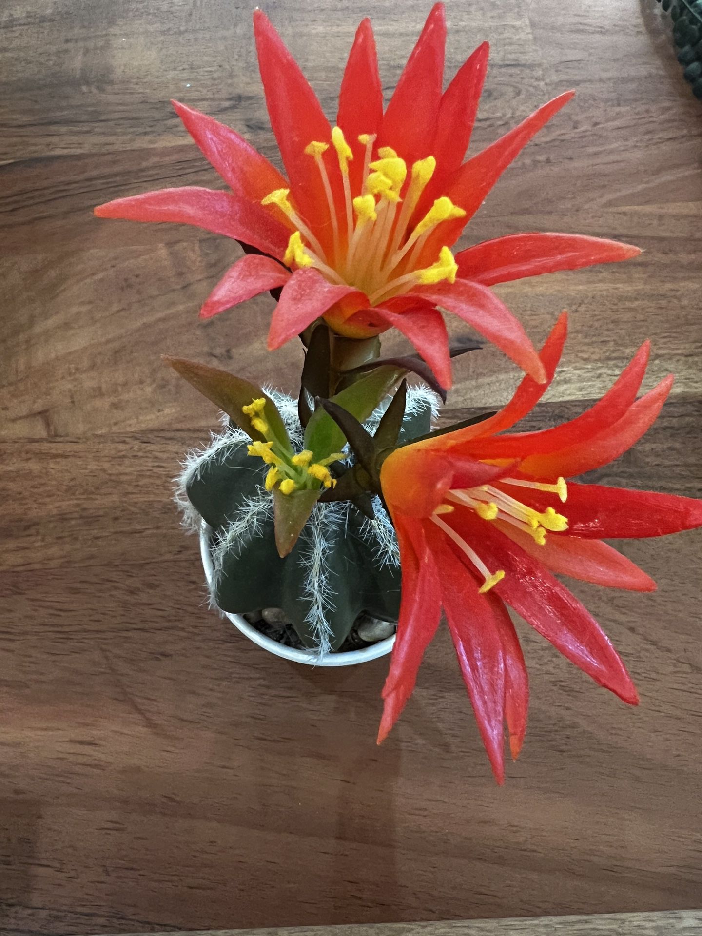 Fake Cactus Plant - Decor