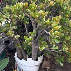 Large Jade Plant 